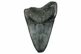 Bargain, Fossil Megalodon Tooth - North Carolina #342219-1